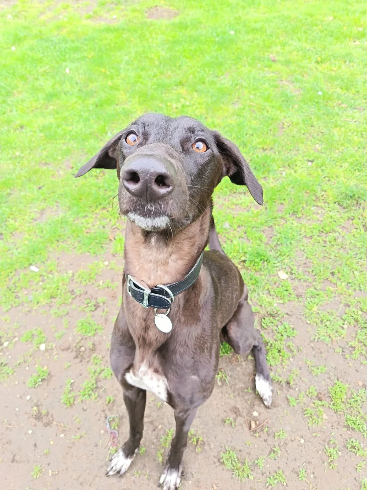 Floyd, male Mixed Breed for adoption at Hull Animal Welfare Trust, South Cave
