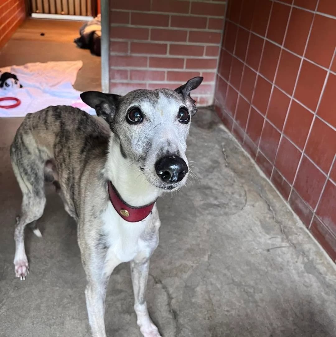 Ozil, male senior Mixed Breed for adoption at Hull Animal Welfare Trust, South Cave