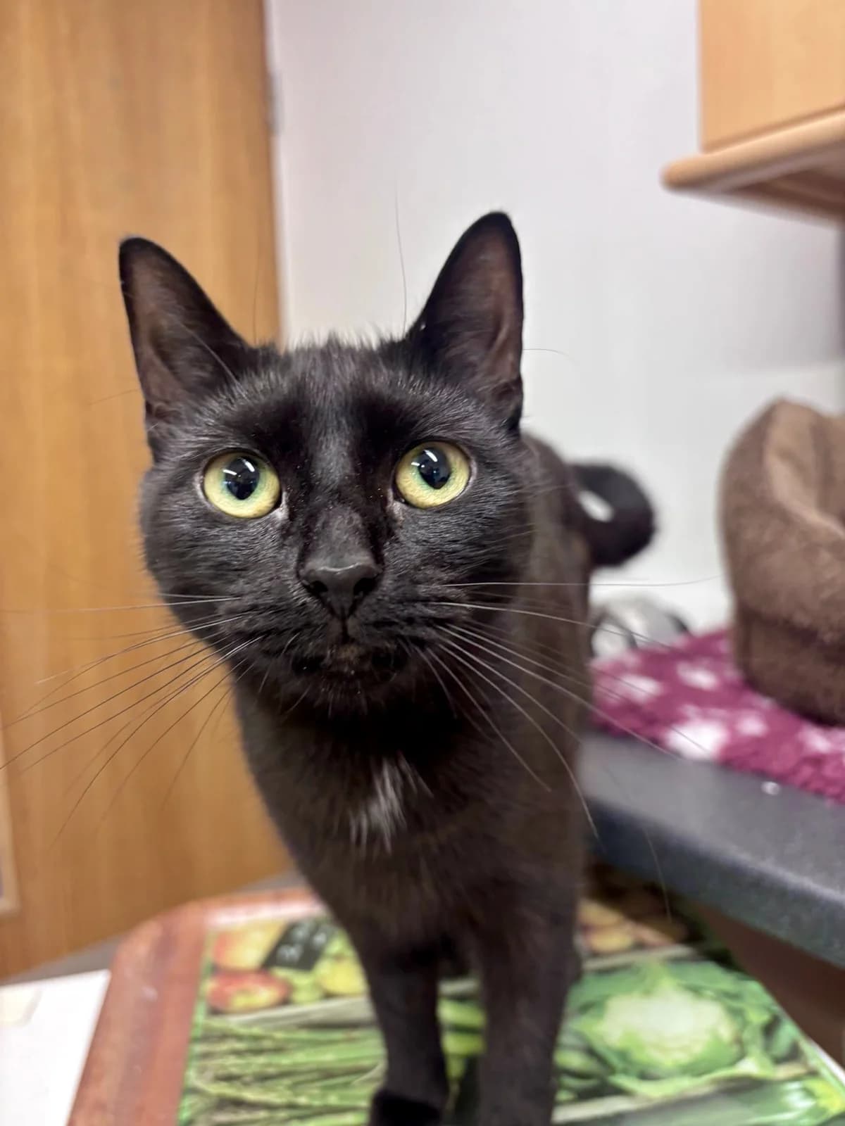 Diana, female 5yo Mixed Breed for adoption at Hull Animal Welfare Trust, South Cave