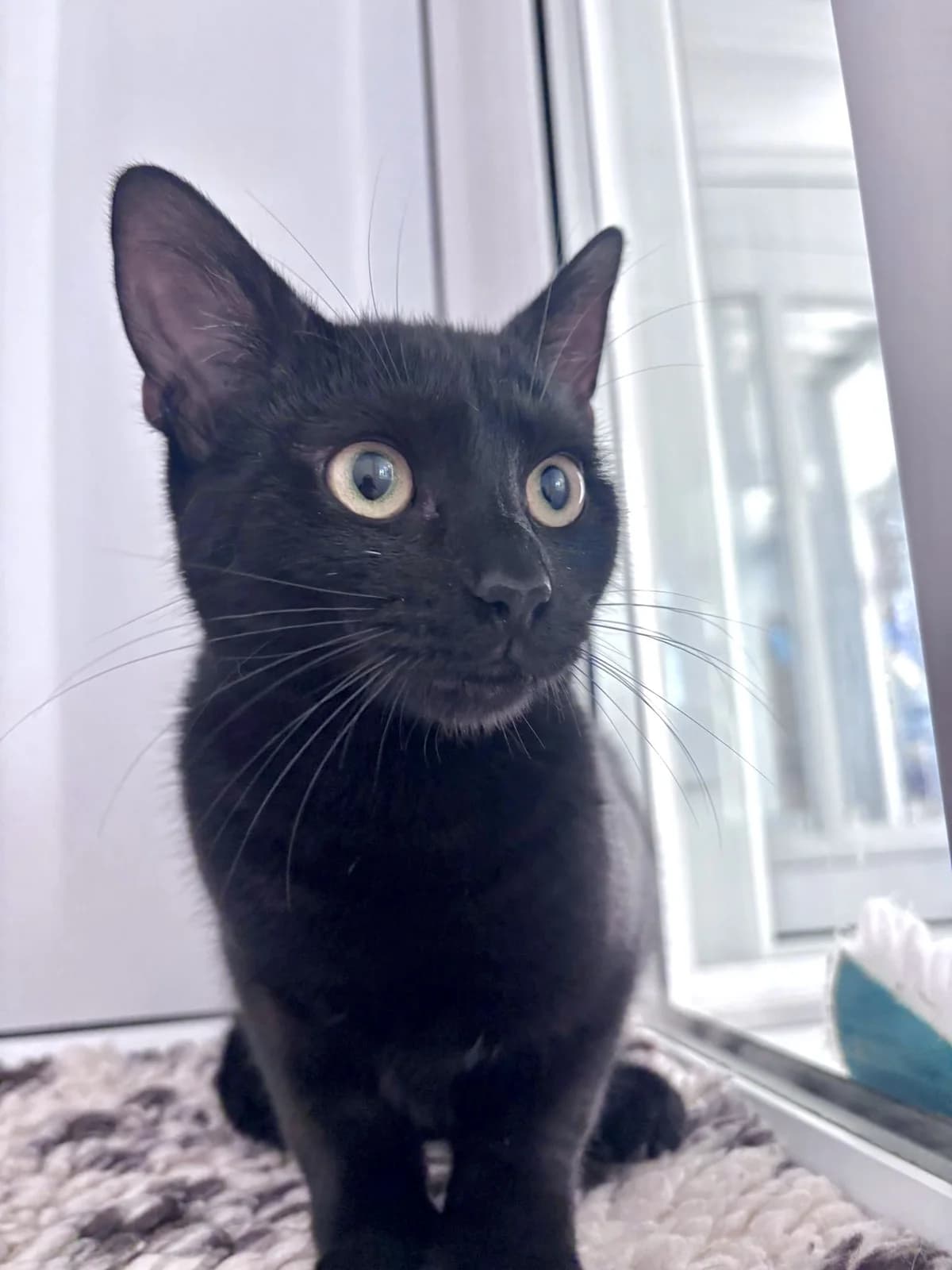 Don, male 5yo Mixed Breed for adoption at Hull Animal Welfare Trust, South Cave