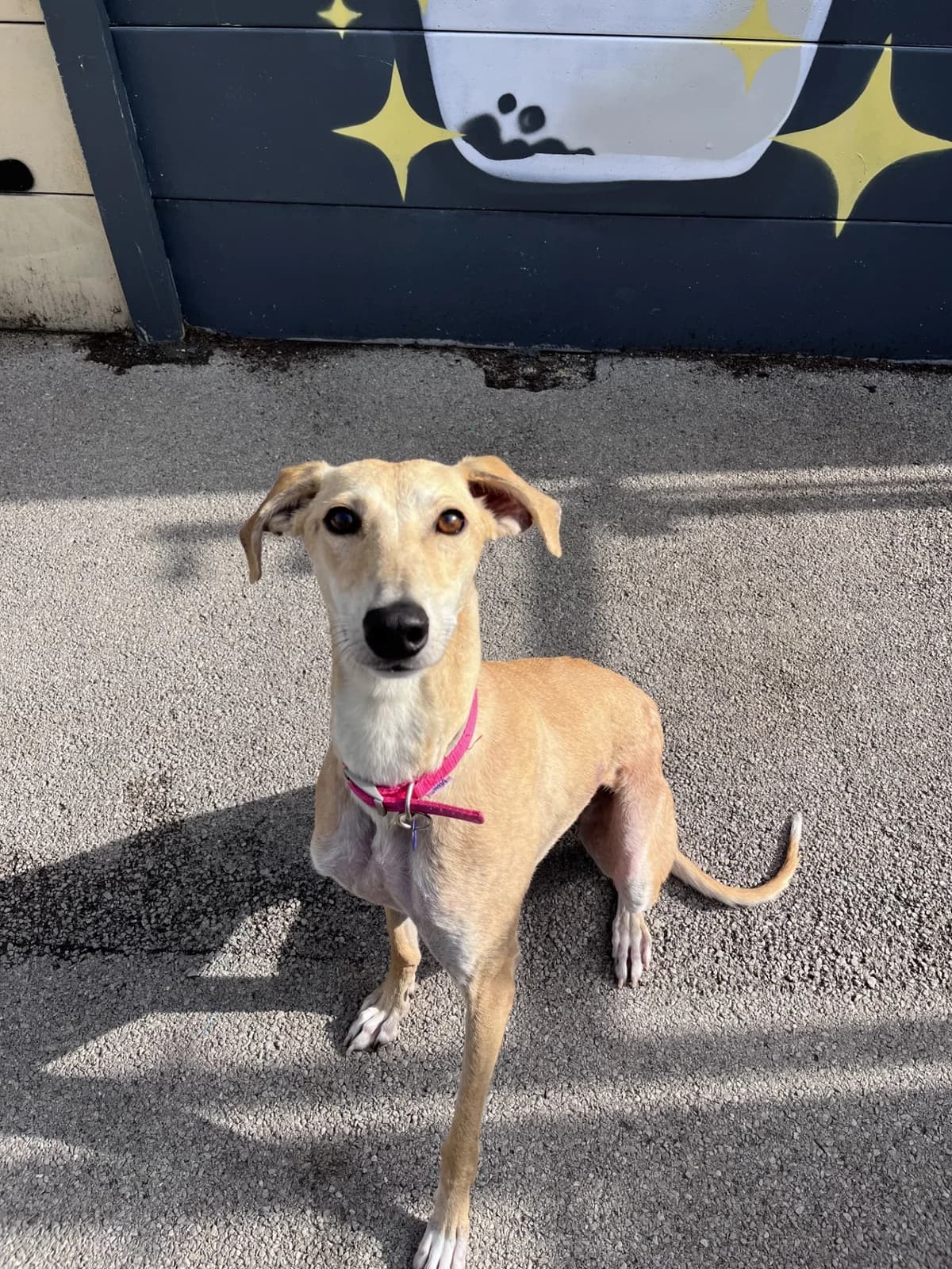 Mary, female young Mixed Breed for adoption at Hull Animal Welfare Trust, South Cave