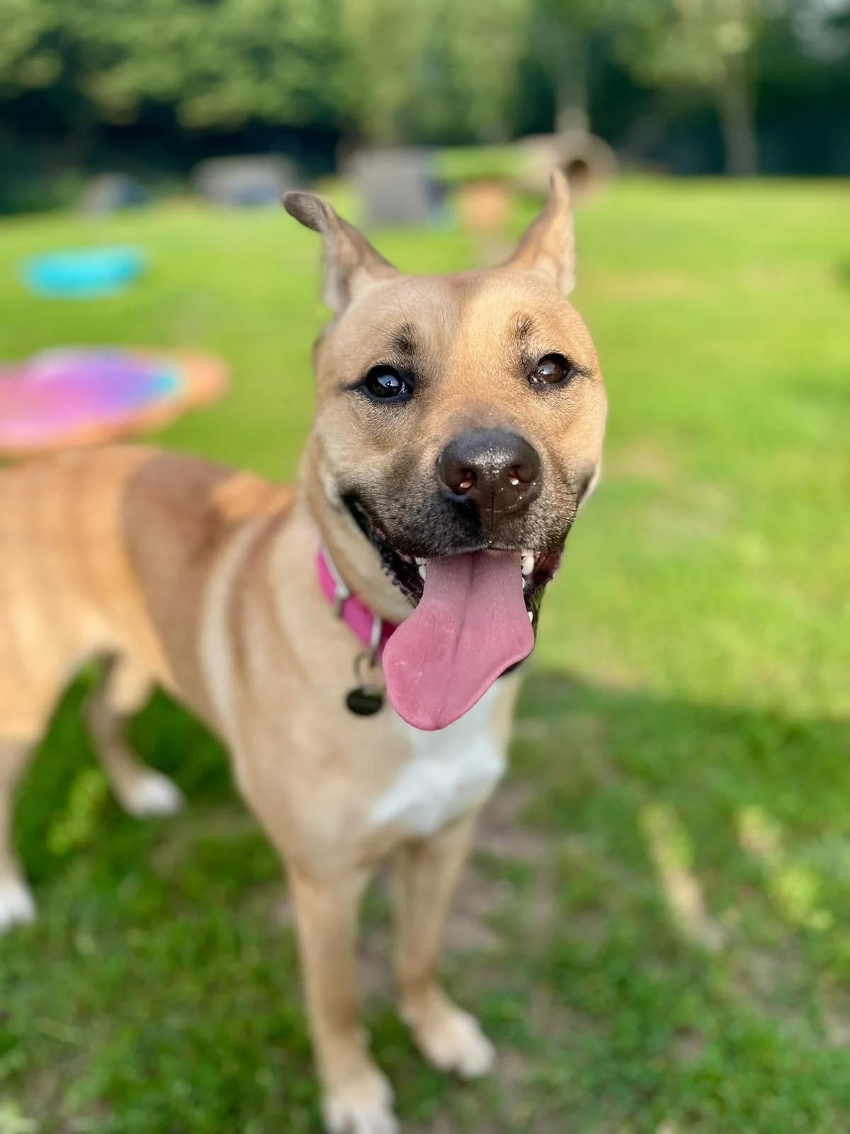 Shiraz, female senior Mixed Breed for adoption at Hull Animal Welfare Trust, South Cave