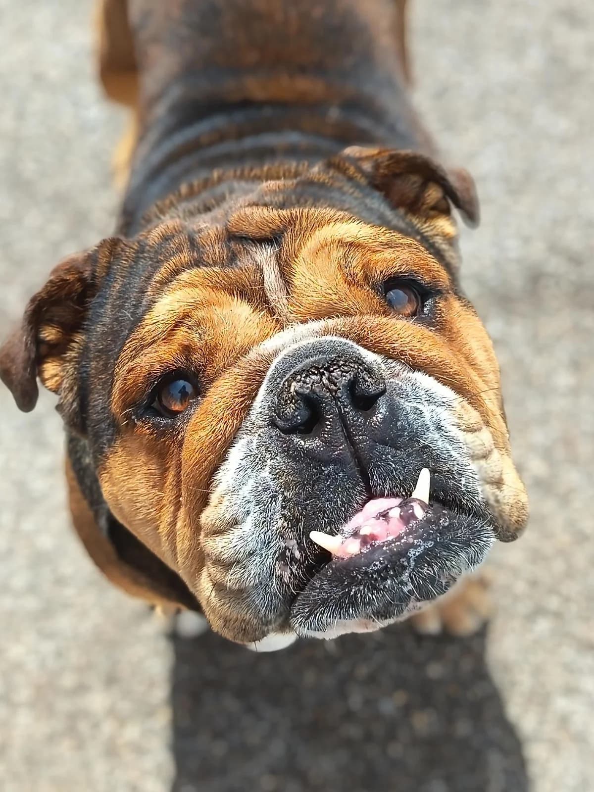 Nancy, female 4yo Mixed Breed for adoption at Hull Animal Welfare Trust, South Cave
