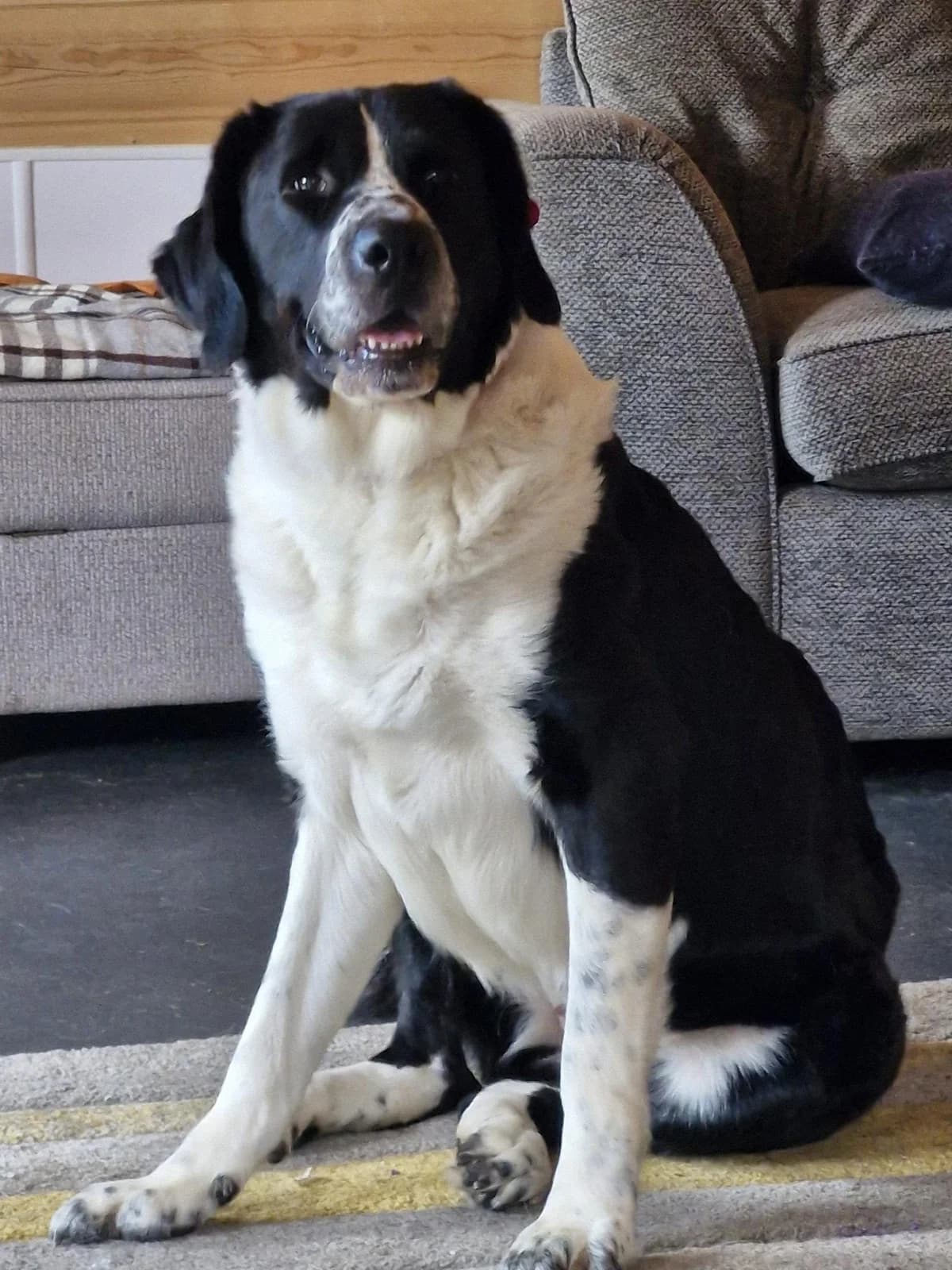 Missy, female 5yo Mixed Breed for adoption at Hull Animal Welfare Trust, South Cave