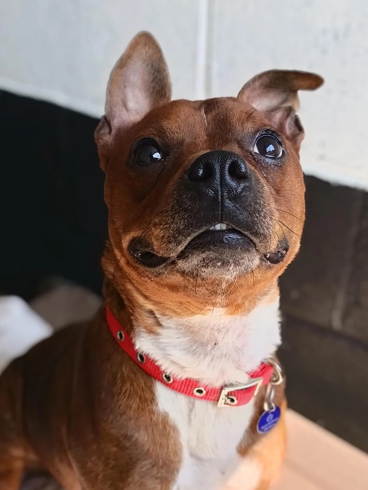 Fraser, male young Mixed Breed for adoption at Hull Animal Welfare Trust, South Cave