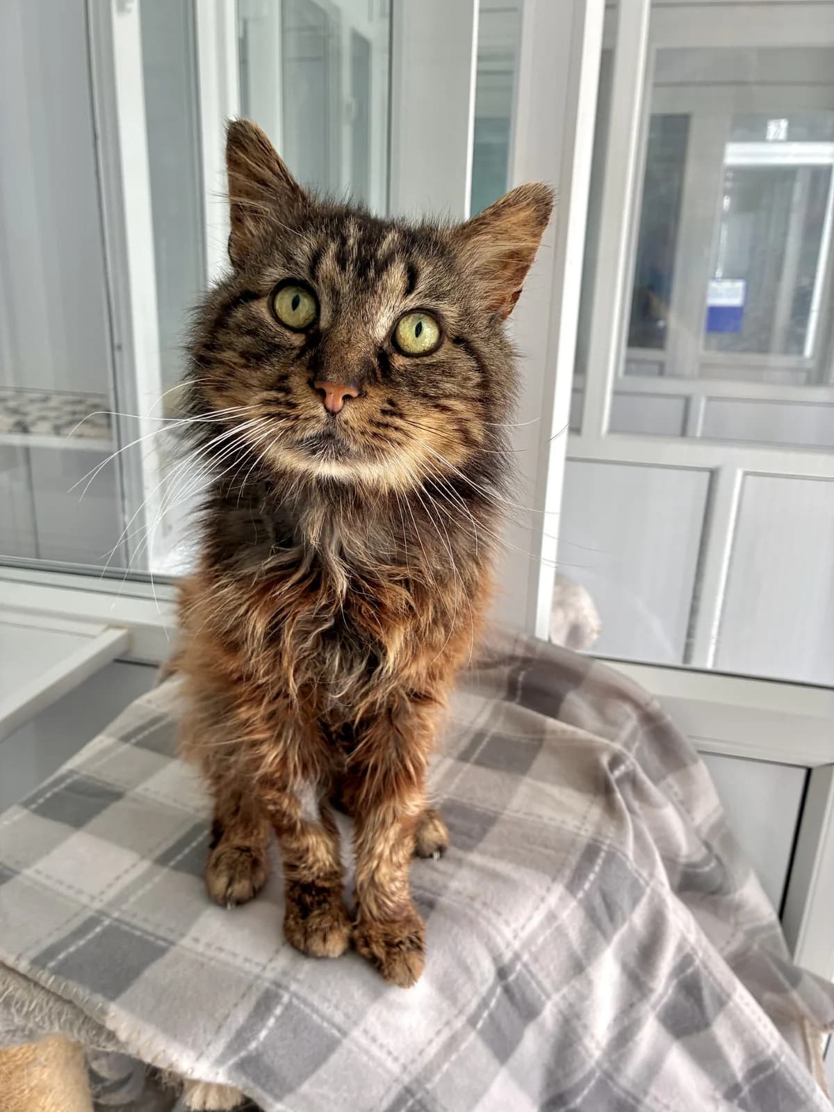 Rusty, male senior Mixed Breed for adoption at Hull Animal Welfare Trust, South Cave