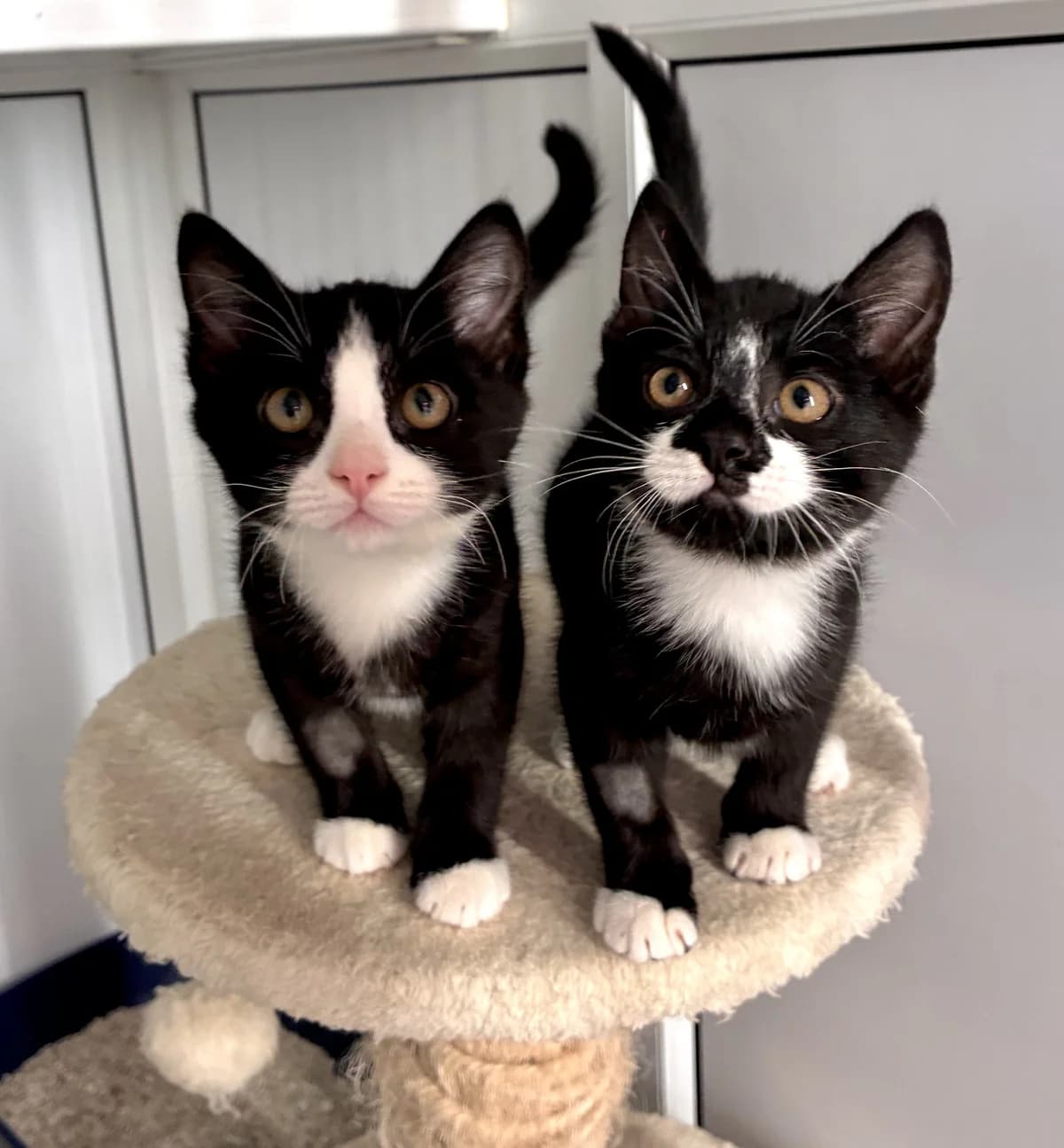 Kiwi &, male Mixed Breed for adoption at Hull Animal Welfare Trust, South Cave