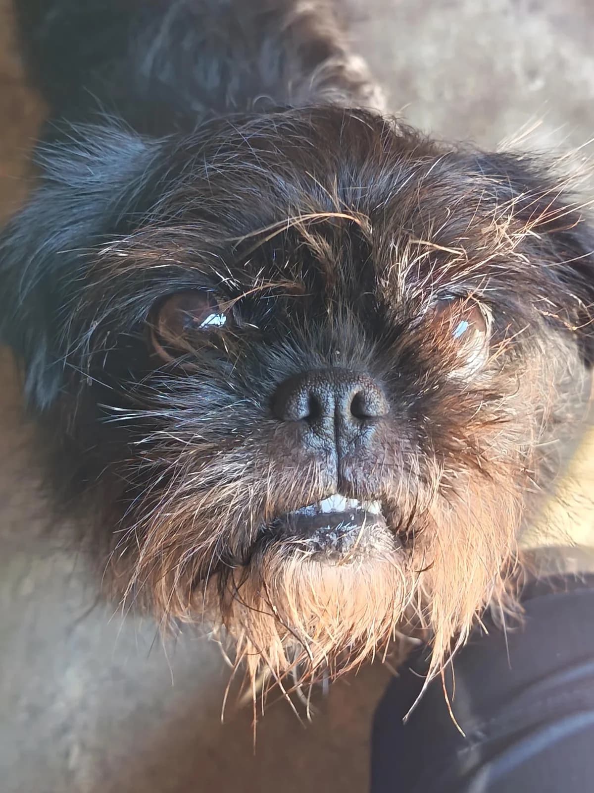 Princess, female 6yo Mixed Breed for adoption at Hull Animal Welfare Trust, South Cave