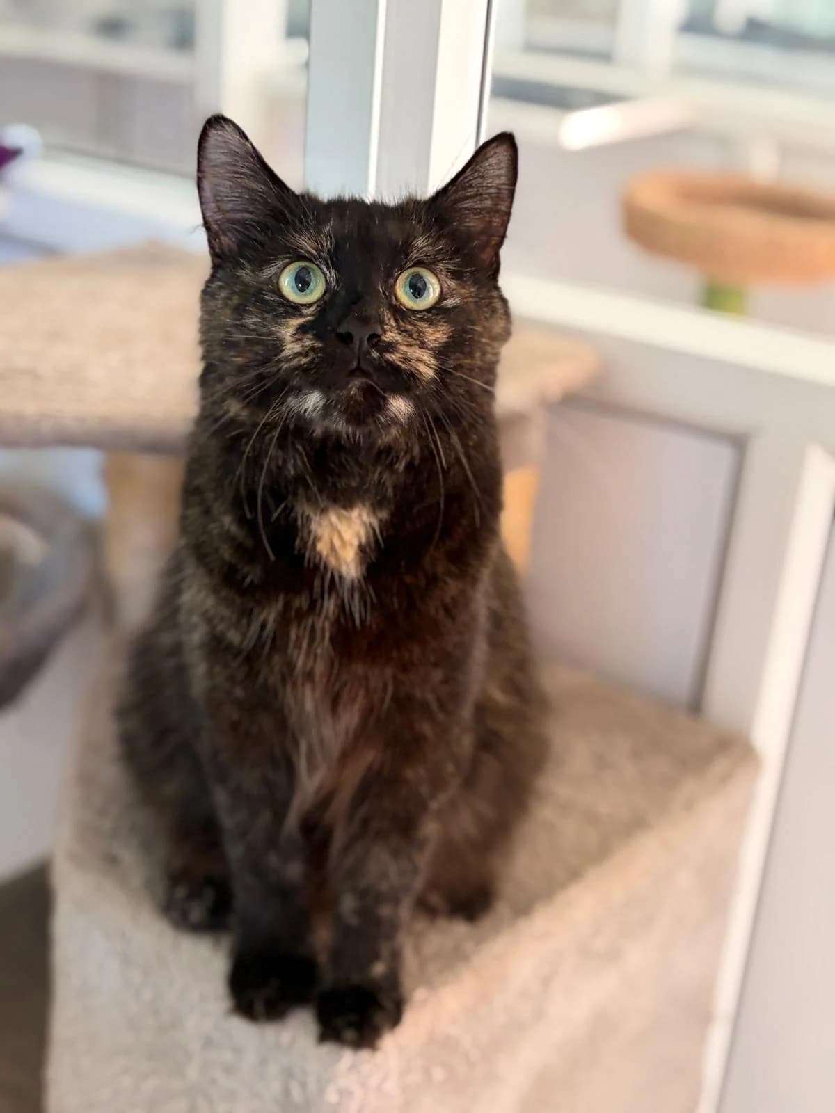 Queenie, Mixed Breed (Hull Animal Welfare Trust)