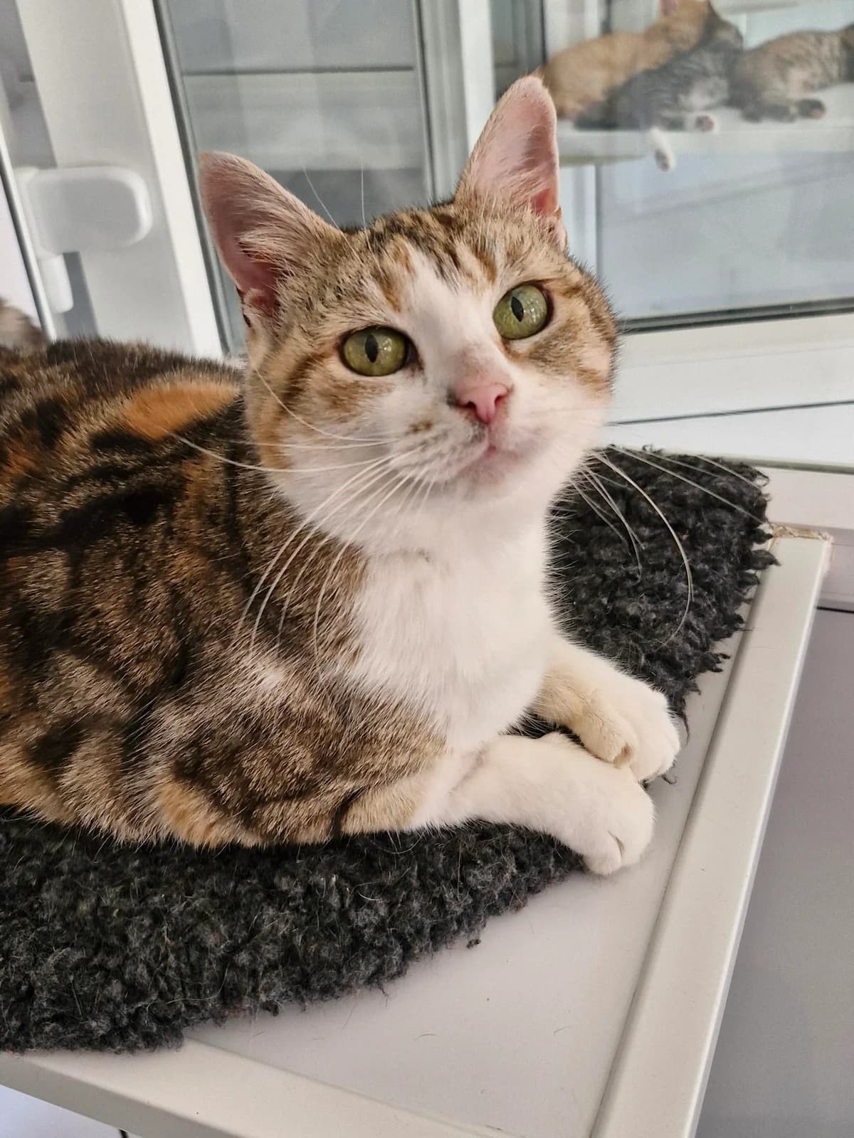 Betty, female 6yo Mixed Breed for adoption at Hull Animal Welfare Trust, South Cave