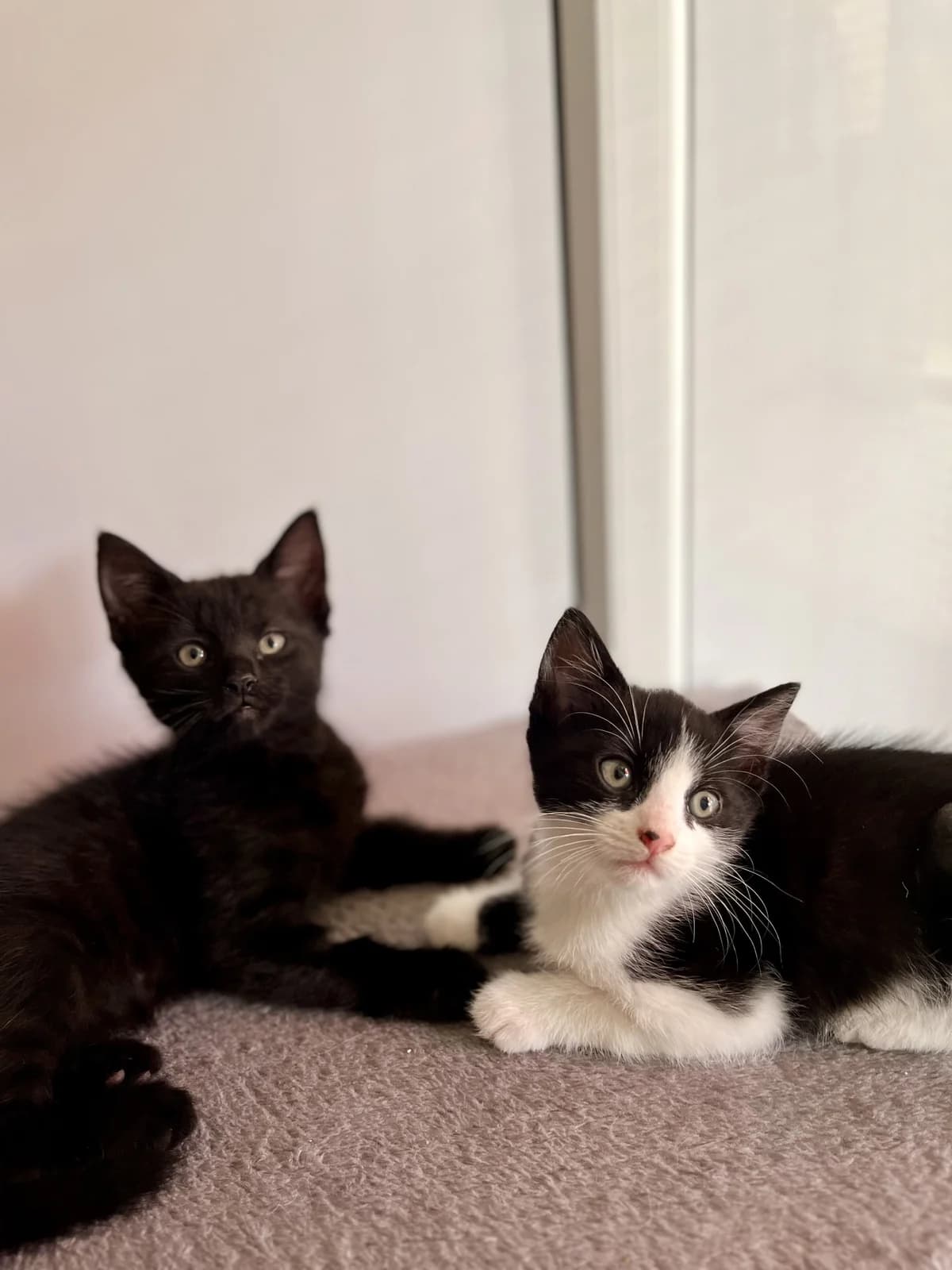 Topsy and Turvy, female puppy Mixed Breed for adoption at Hull Animal Welfare Trust, South Cave