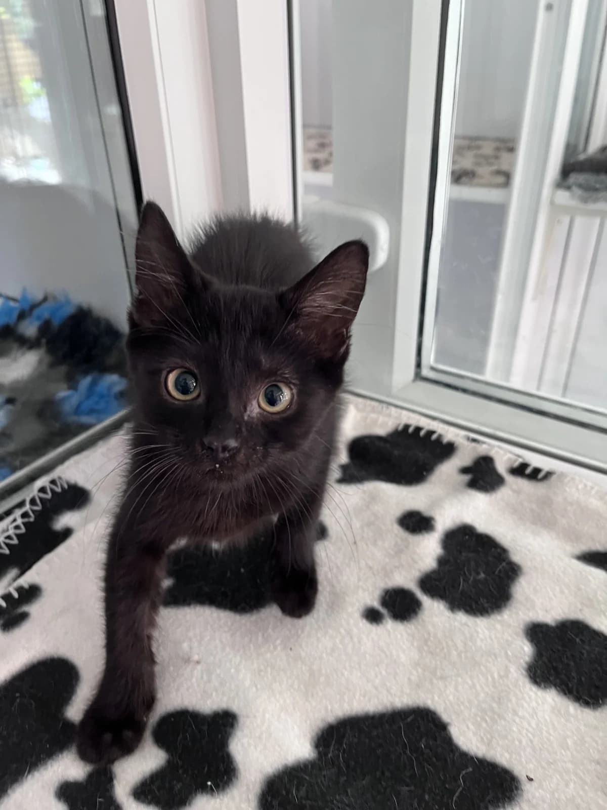 Alessia, female puppy Mixed Breed for adoption at Hull Animal Welfare Trust, South Cave
