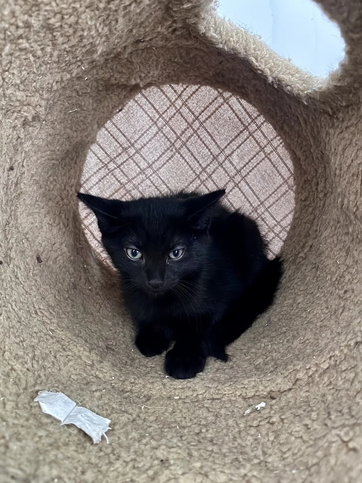 Edward, male puppy Mixed Breed for adoption at Hull Animal Welfare Trust, South Cave