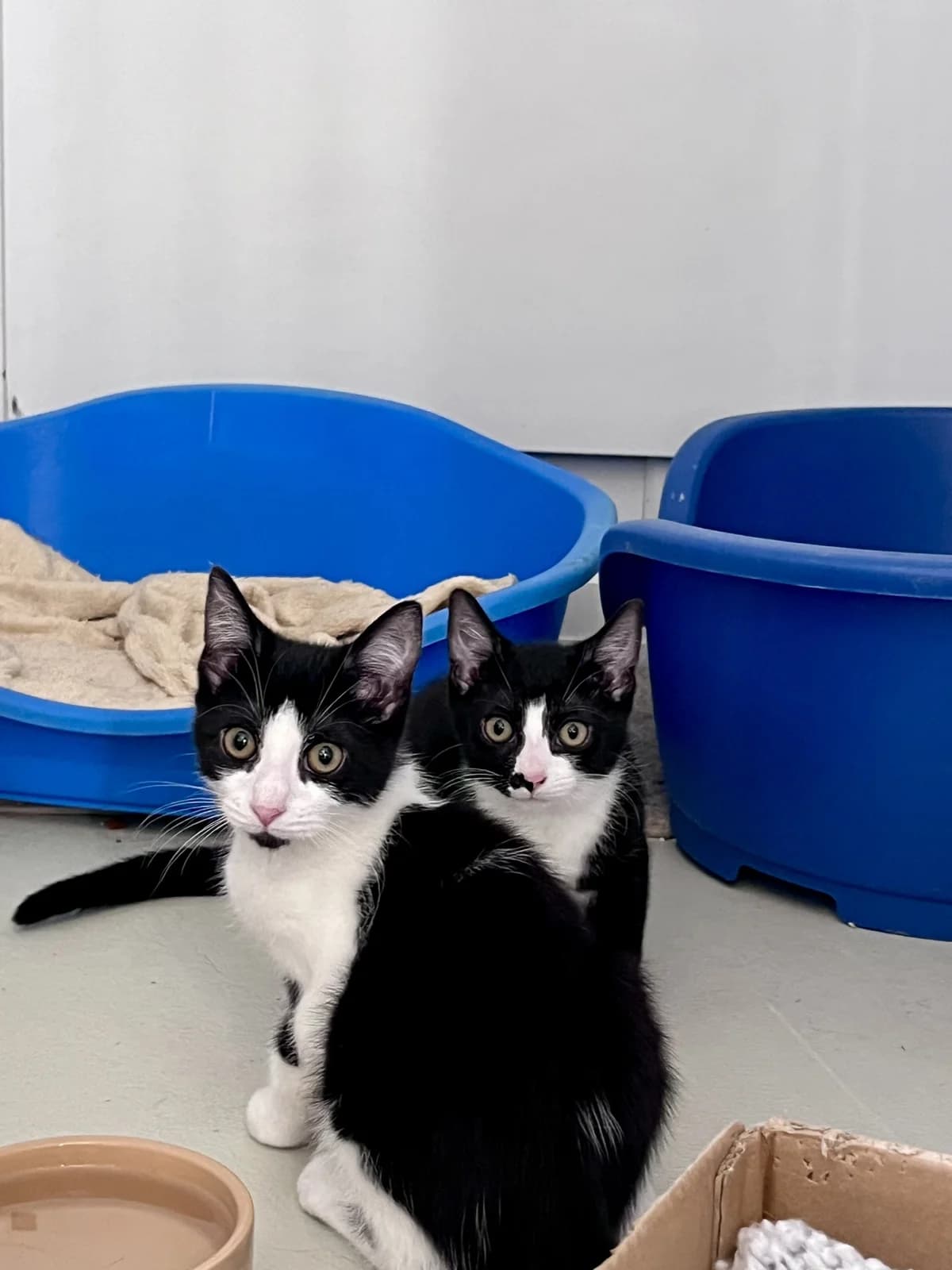 Bill and Donna,  senior Mixed Breed for adoption at Hull Animal Welfare Trust, South Cave