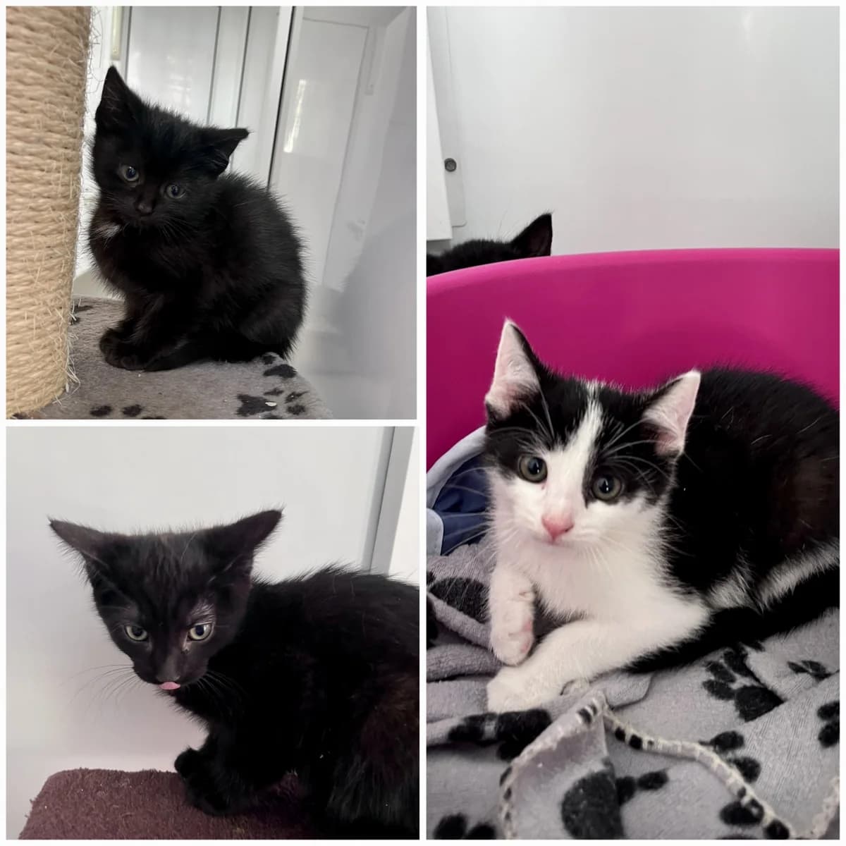 Bacon, Sausage and Egg, male senior Mixed Breed for adoption at Hull Animal Welfare Trust, South Cave