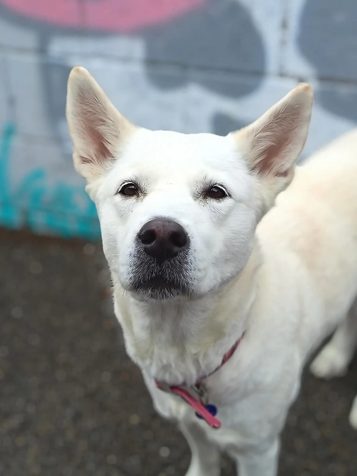 Nala, female senior Mixed Breed for adoption at Hull Animal Welfare Trust, South Cave