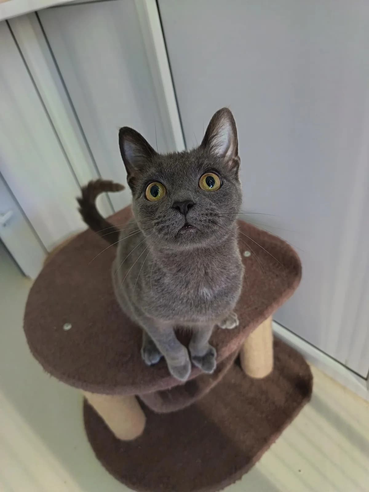 Ghost, female Mixed Breed for adoption at Hull Animal Welfare Trust, South Cave