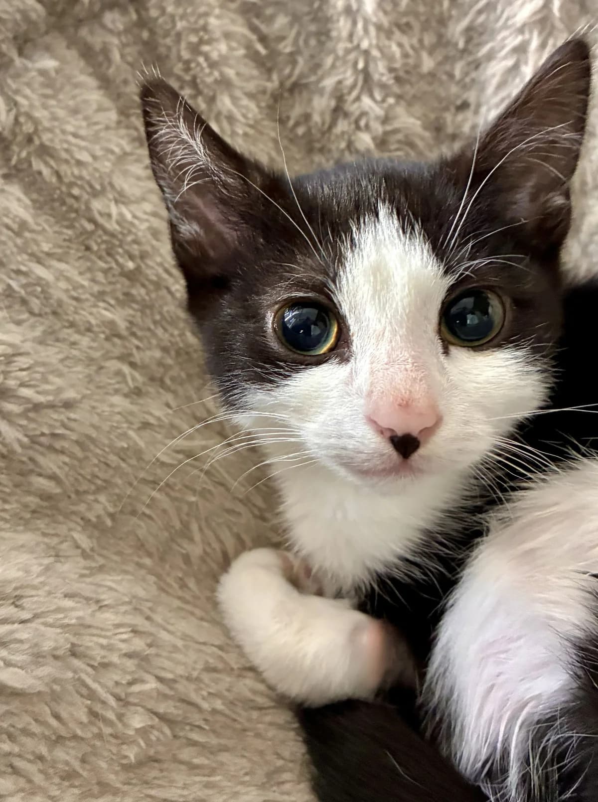 Baklava, Sprinkles &,  senior Mixed Breed for adoption at Hull Animal Welfare Trust, South Cave