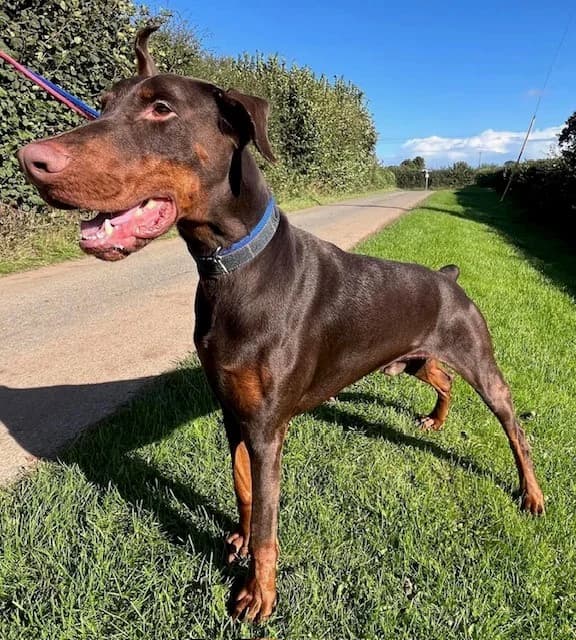 Gus, 3yo mixed breed for adoption at HW Animal Rescue
