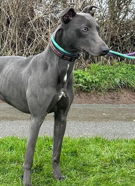Bow,  (HW Animal Rescue)