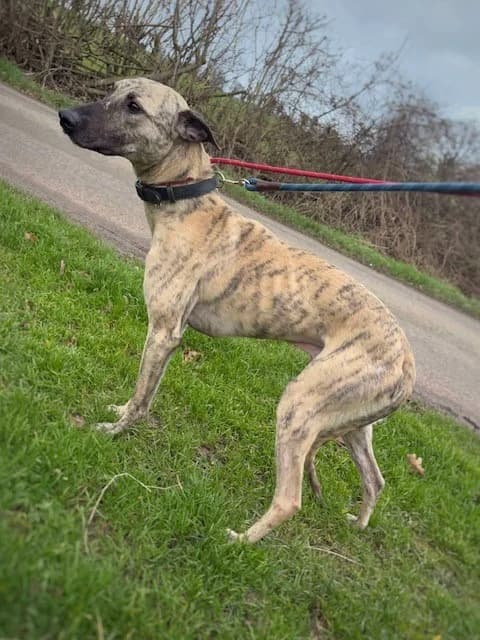 Fraser,  (HW Animal Rescue)