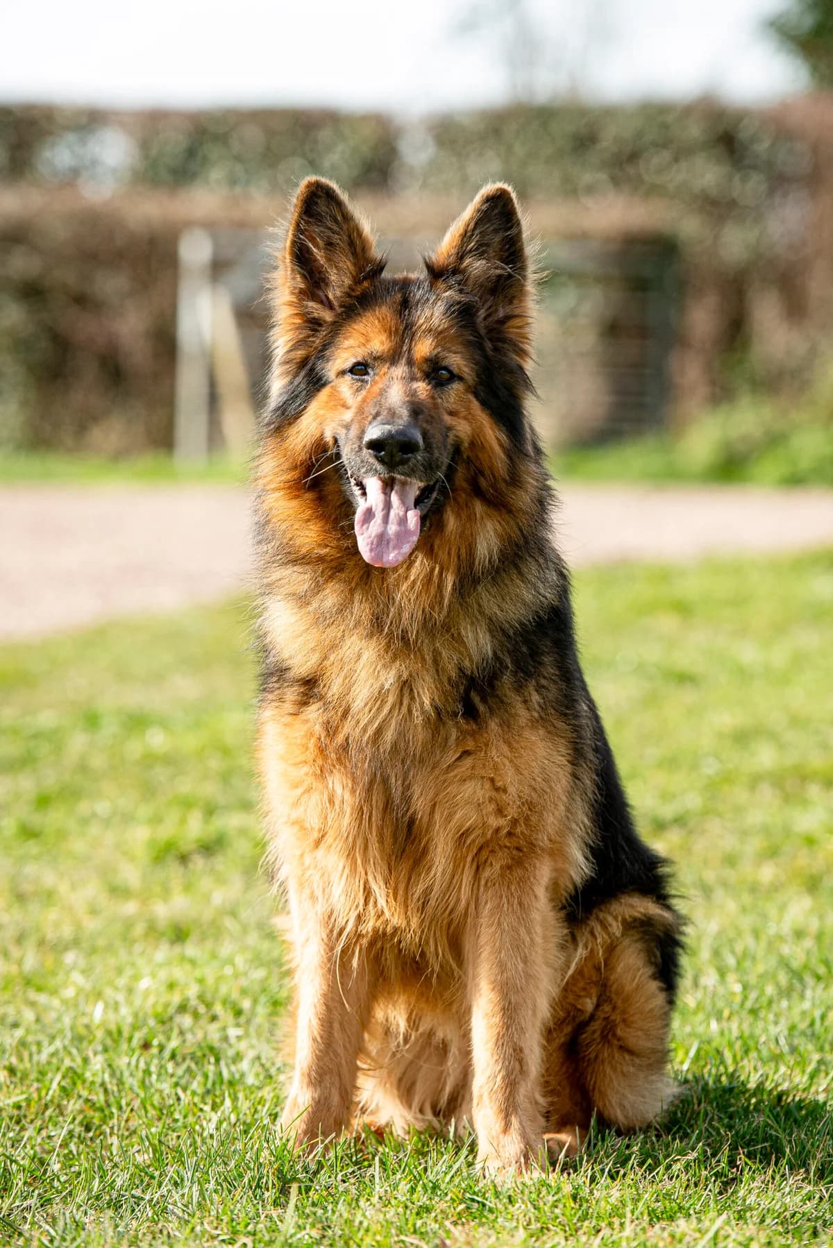 Percy,  (HW Animal Rescue)