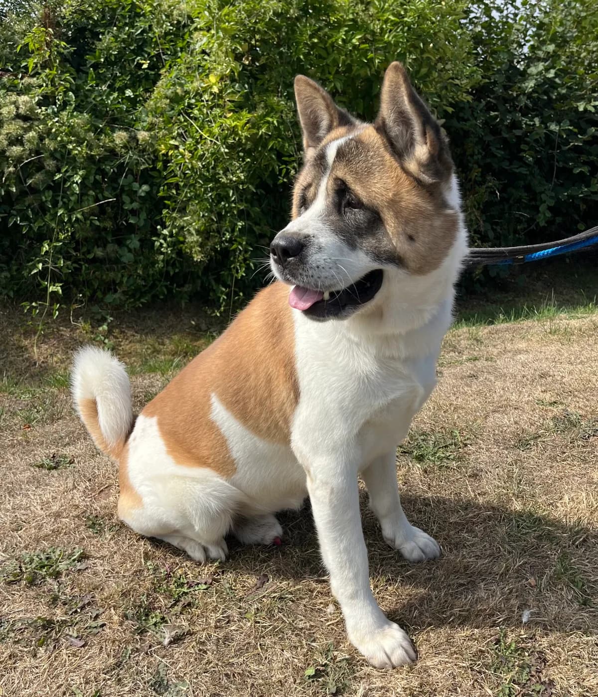 Bear,  (HW Animal Rescue)
