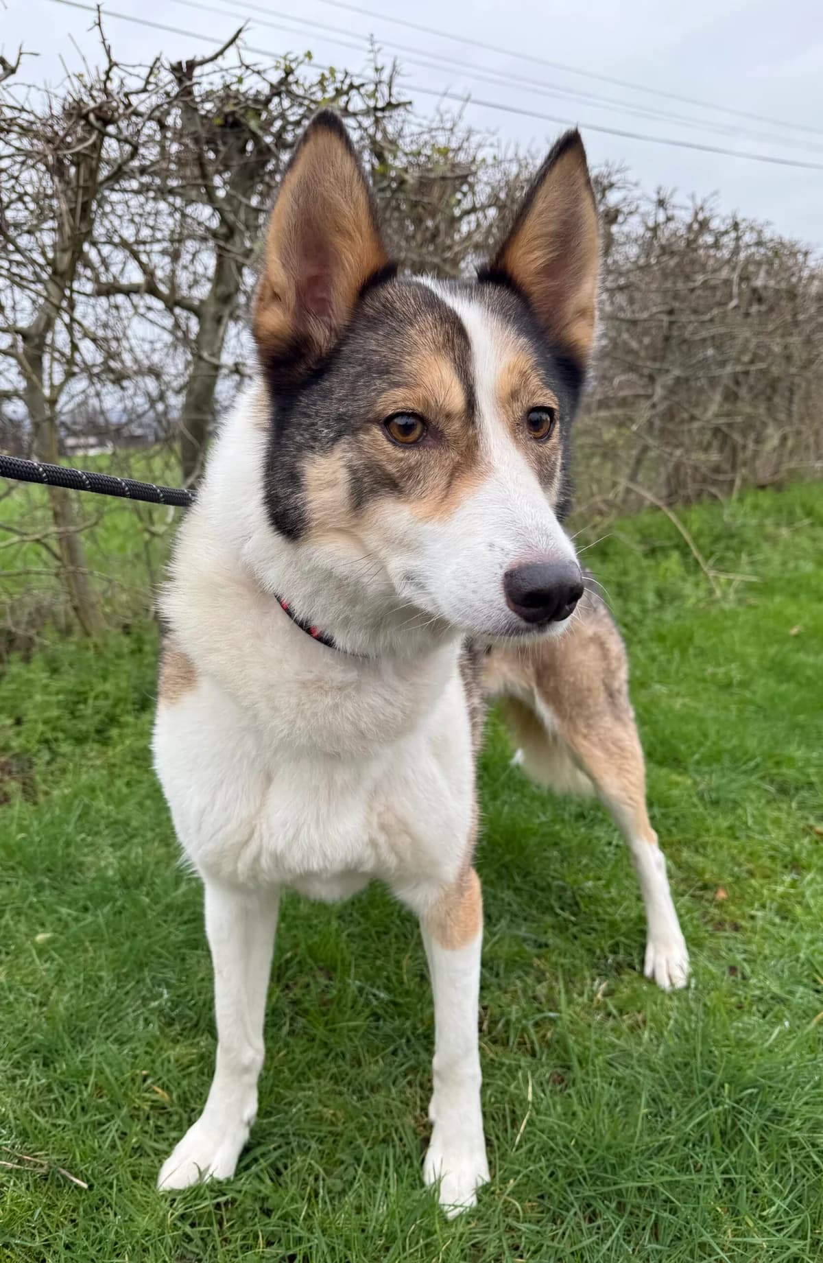 Lexi,  (HW Animal Rescue)