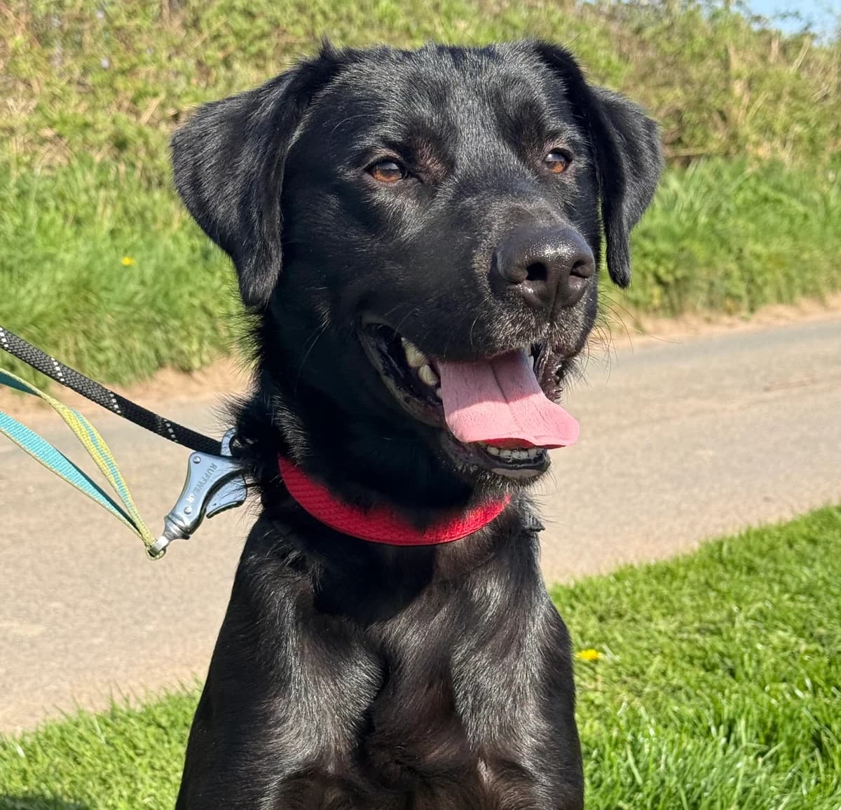 Archer,  (HW Animal Rescue)