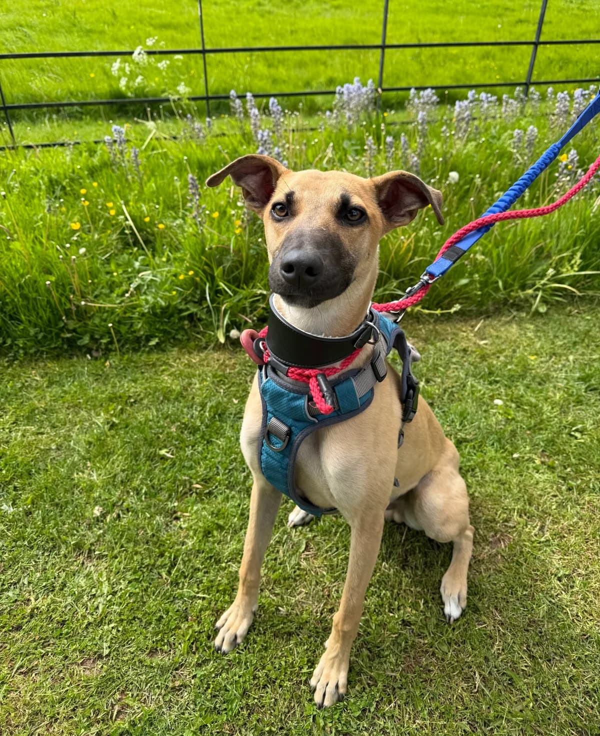 Chester,  (HW Animal Rescue)