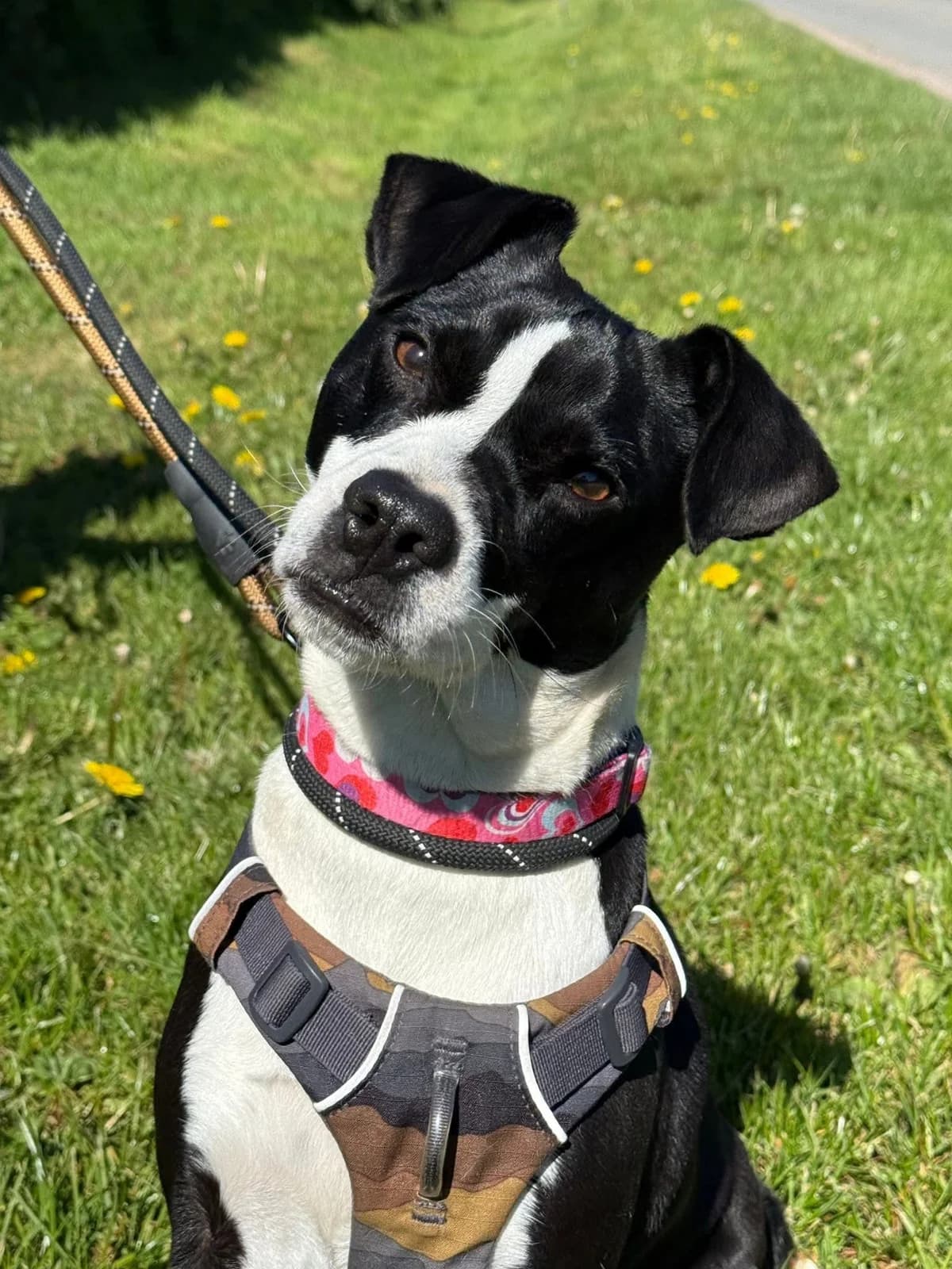 Carly,  (HW Animal Rescue)