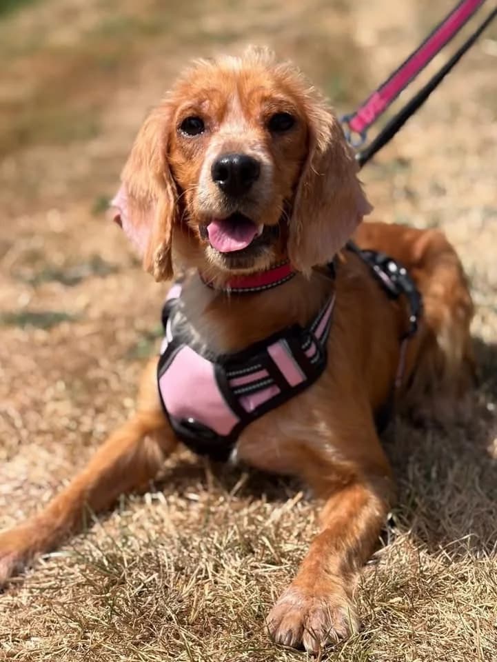 Scarlett, 3yo mixed breed for adoption at HW Animal Rescue