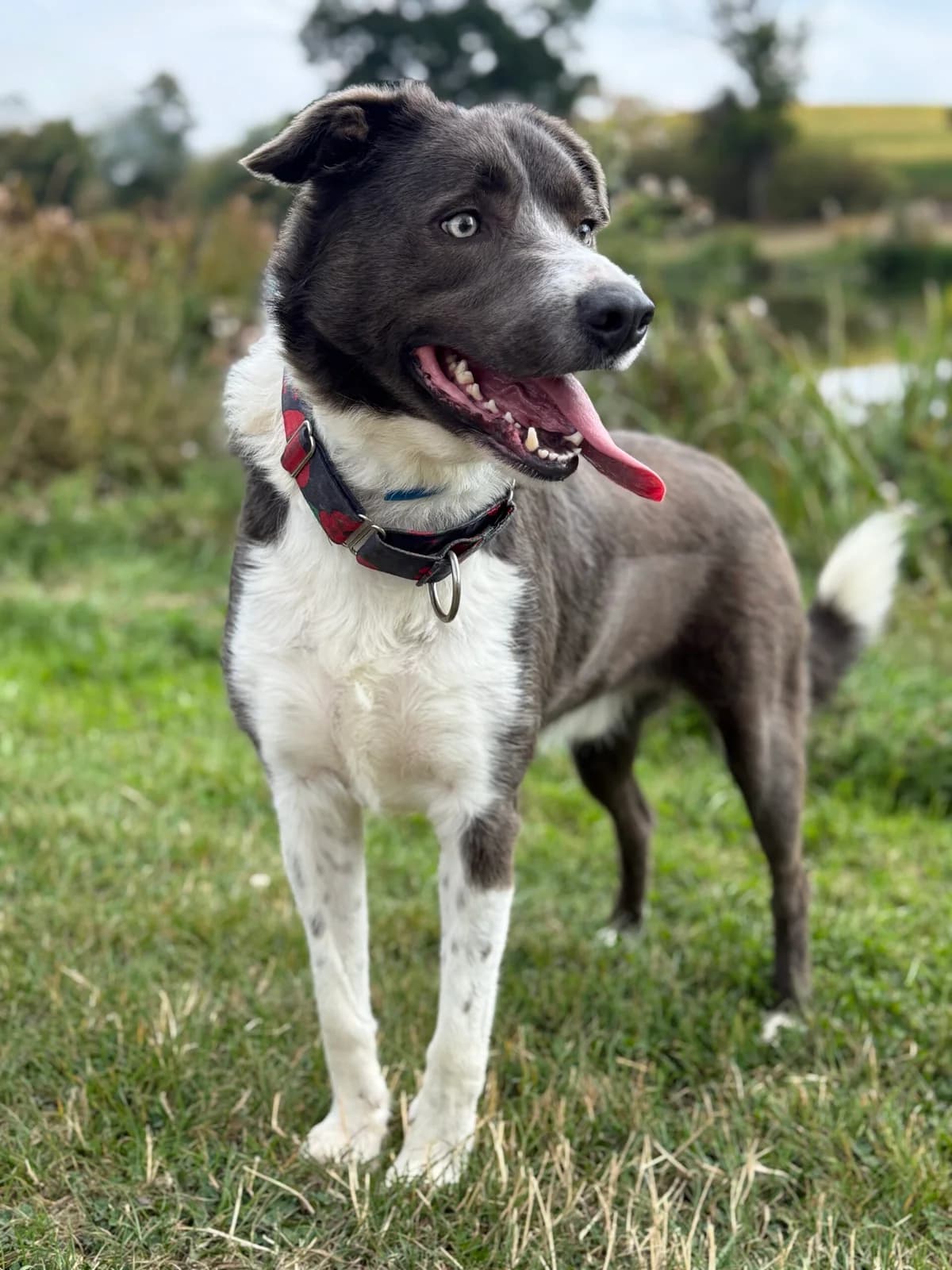 Blue, 3yo mixed breed for adoption at HW Animal Rescue