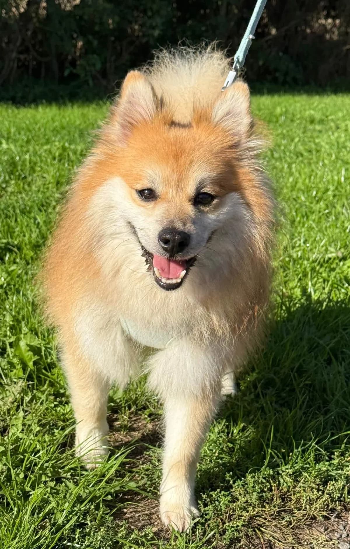 Freddy, 6yo mixed breed for adoption at HW Animal Rescue