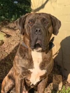 Rupert (Im still looking for my forever family), 4yo mixed breed for adoption at HW Animal Rescue