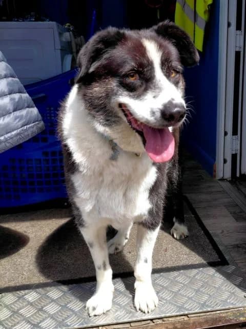 Roo AVAILABLE, Mixed Breed (Islay Dog Rescue)