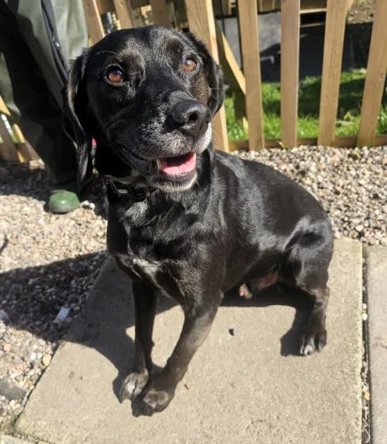 Zac AVAILABLE, male 6yo Mixed Breed for adoption at Islay Dog Rescue, Cumnock (Ayrshire)