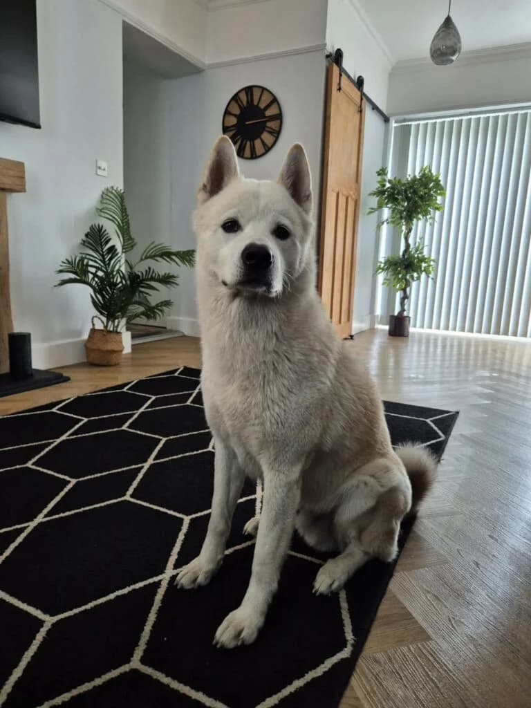 Nico, male young Akita for adoption at JAWT (Just Akitas We Trust)
