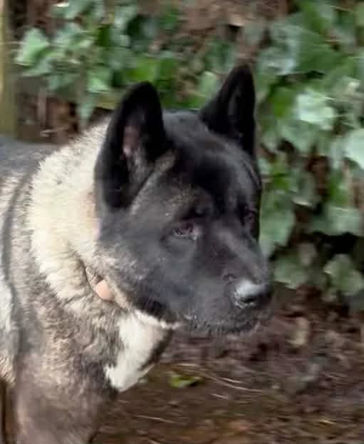 Atlas, male 3yo Akita for adoption at JAWT (Just Akitas We Trust)