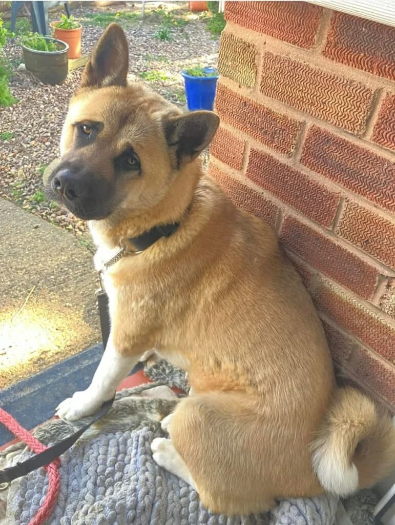 Nekita, female young Akita for adoption at JAWT (Just Akitas We Trust)