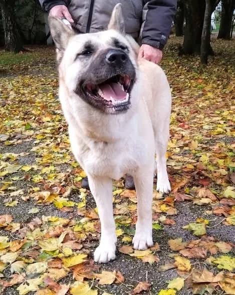 Nala, female 3yo Akita for adoption at JAWT (Just Akitas We Trust)