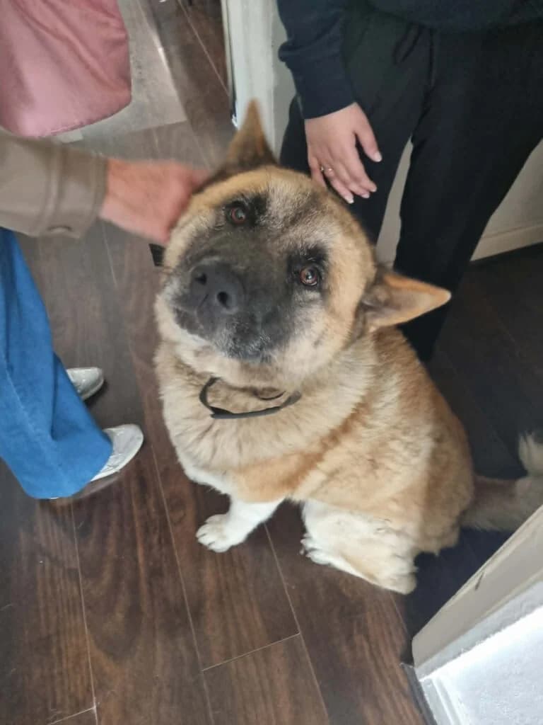 Bane, Akita (JAWT (Just Akitas We Trust))