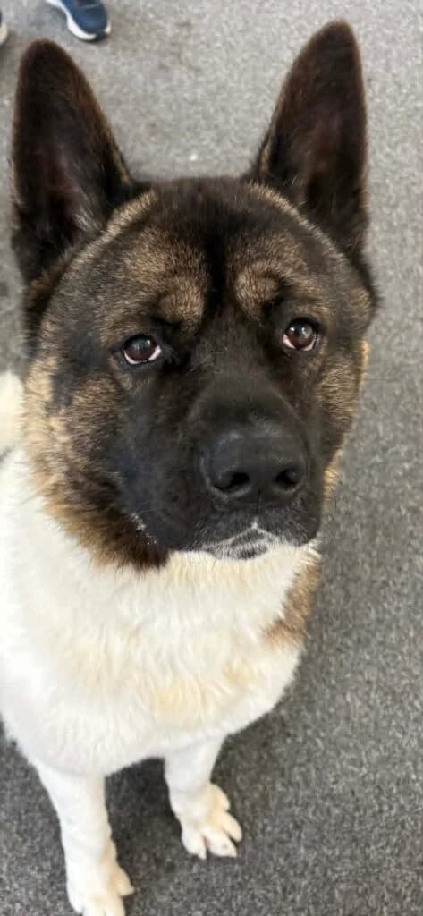 Hiro, Akita (JAWT (Just Akitas We Trust))