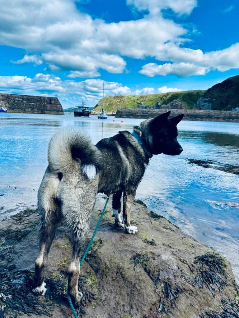 Runa, female young Akita for adoption at JAWT (Just Akitas We Trust)