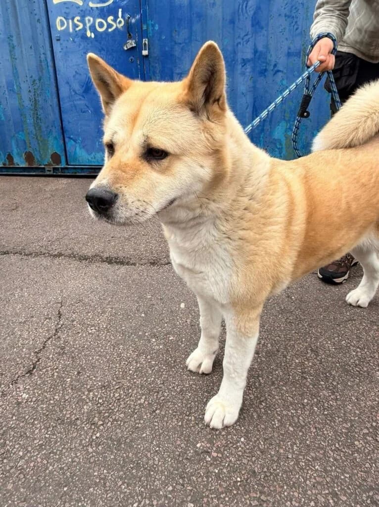 Carly, female 6yo Akita for adoption at JAWT (Just Akitas We Trust)