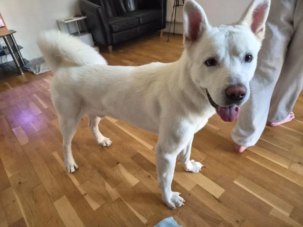 Loki, male young Akita for adoption at JAWT (Just Akitas We Trust)
