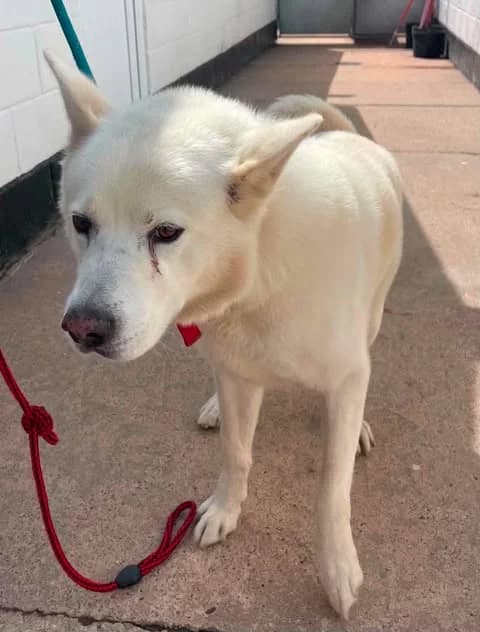 Spike, male senior Akita for adoption at JAWT (Just Akitas We Trust)