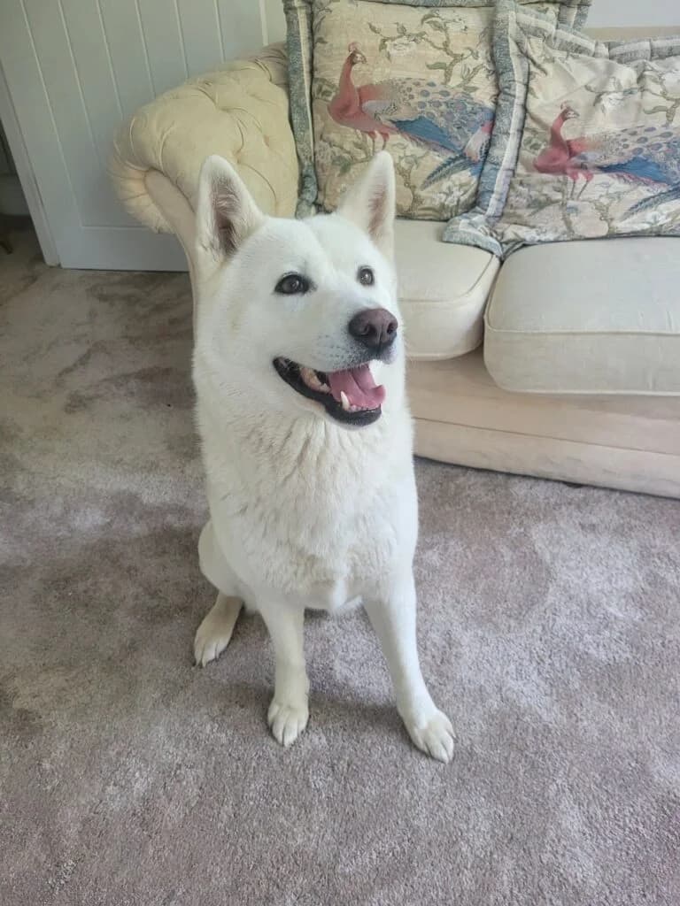 Xena, female 4yo Akita for adoption at JAWT (Just Akitas We Trust)