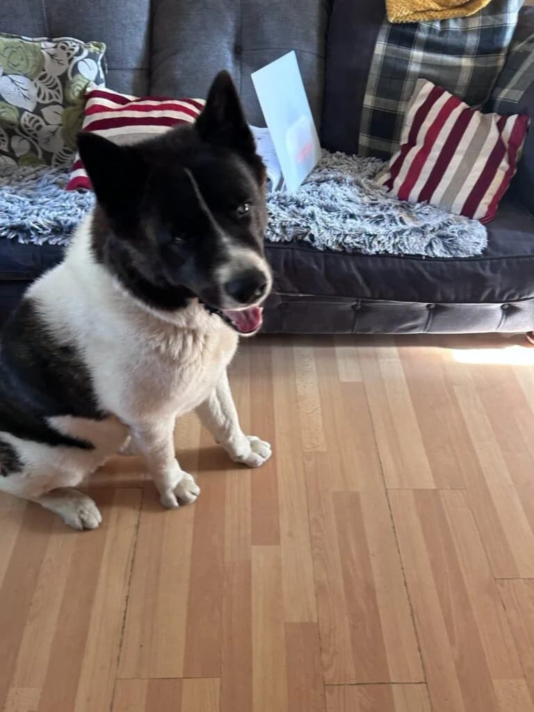 Ash, male senior Akita for adoption at JAWT (Just Akitas We Trust)