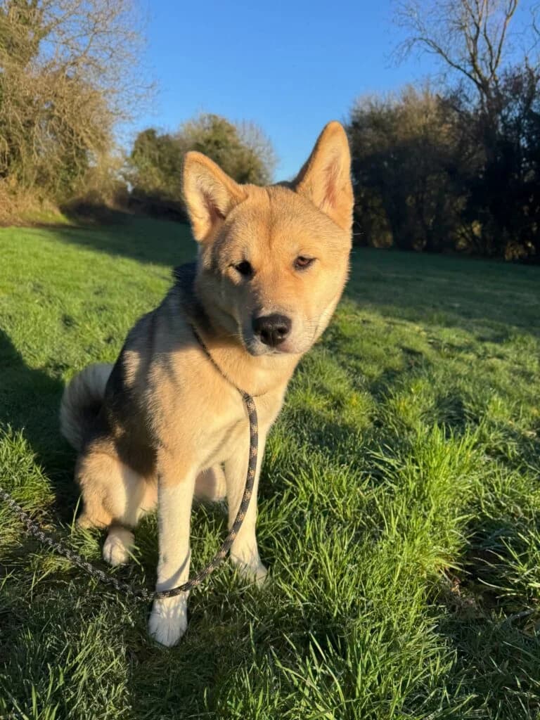 Suki, female Akita for adoption at JAWT (Just Akitas We Trust)